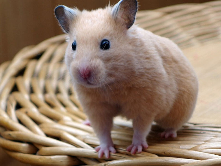 Wir behandeln Hamster | Tierarztpraxis Alte Feuerwache – Mülheim