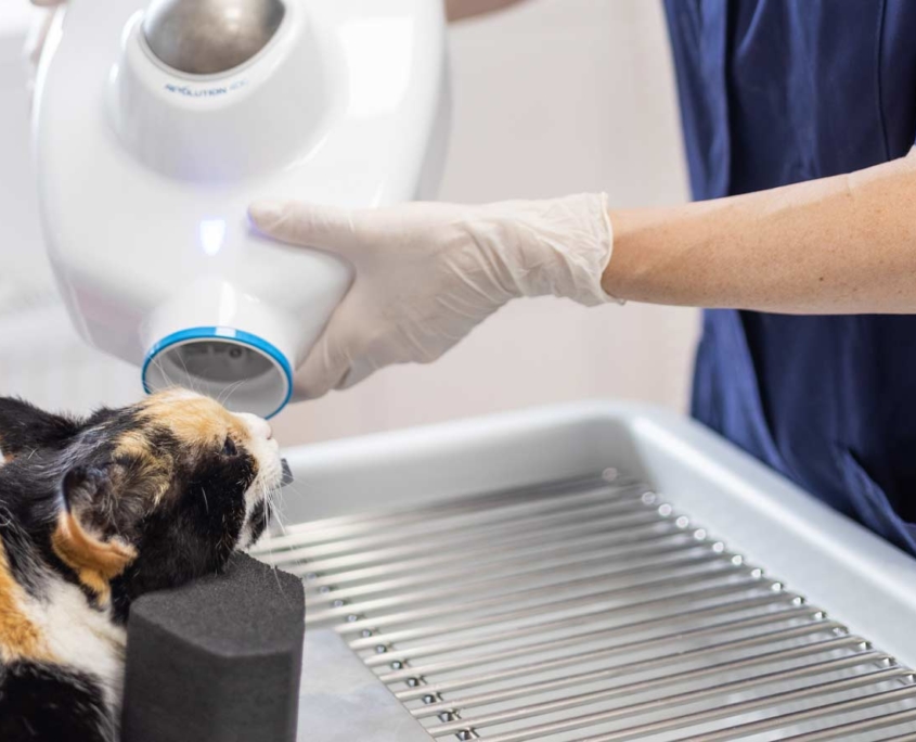 Tierarzt Scholz & Heckler Mülheim Tierarztpraxis Alte Feuerwache Tierarztpraxis Alte Feuerwache - Herzlich Willkommen!